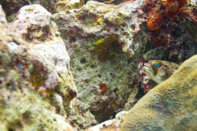 UNDERWATER MUSEUM CANCUN Diving for Beginners 1 Dive - Experience With Ticket - The Sum Up