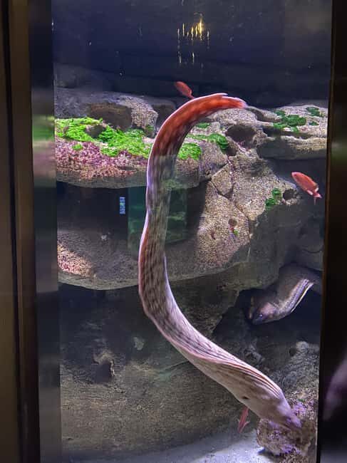 Underwater Paris: A Dreamy Dive into the Aquarium de Paris - Good To Know