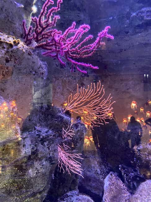 Underwater Paris: A Dreamy Dive into the Aquarium de Paris - A Closer Look at the Aquarium de Paris Experience