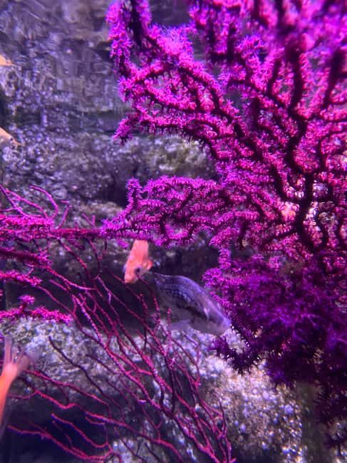 Underwater Paris: A Dreamy Dive into the Aquarium de Paris - Final Words