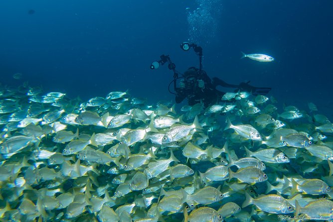 UNDERWATER PHOTOGRAPHY SPECIALITY - Improve Your Creativity and Find Your Style - Exploring Different Underwater Environments