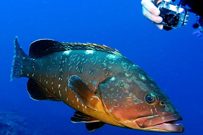 UNDERWATER PHOTOGRAPHY SPECIALITY - Improve Your Creativity and Find Your Style - Capturing Unique and Interesting Marine Life