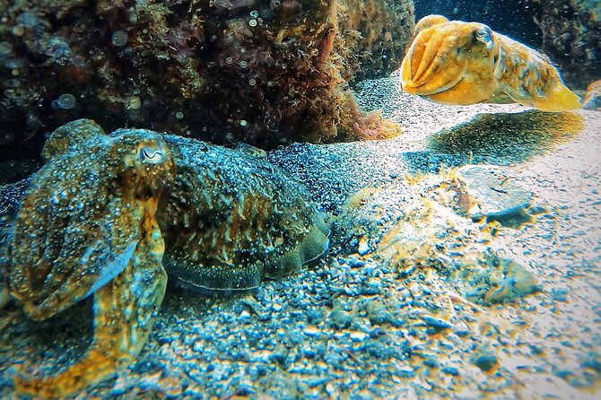 Underwater Sightseeing - Individual Dive Trip Under Tenerife - Common Questions