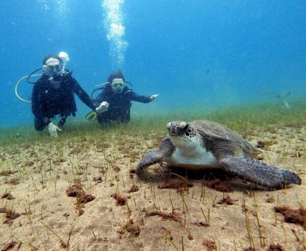 Underwater Tenerife - Individual Scuba Diving Experience - Suitability and Preparation
