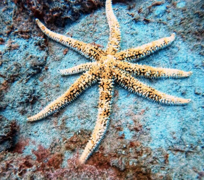 Underwater Tenerife - Personalized Scuba Diving Experience - Scuba Diving Equipment and Safety