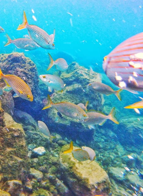Underwater Tenerife - Personalized Scuba Diving Experience - Common Questions