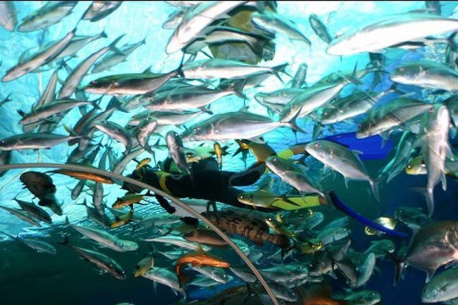 Underwater World Admission Ticket at Pattaya - Rules and Regulations