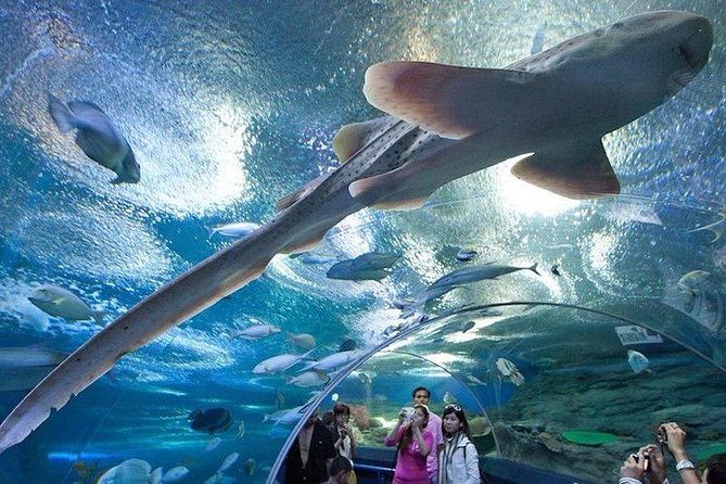 Underwater World Admission Ticket at Pattaya - Customer Reviews