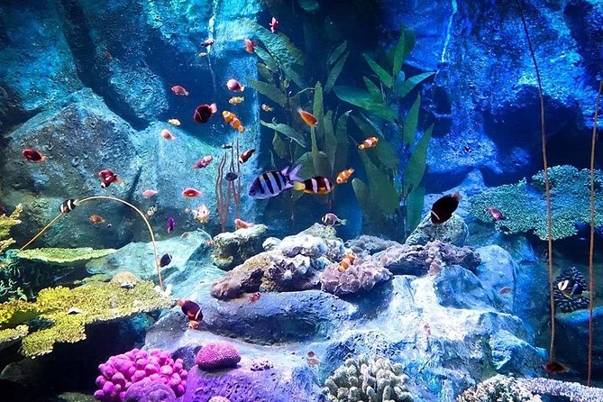 Underwater World at Pattaya Admission Ticket - How to Book Your Underwater World Admission Ticket