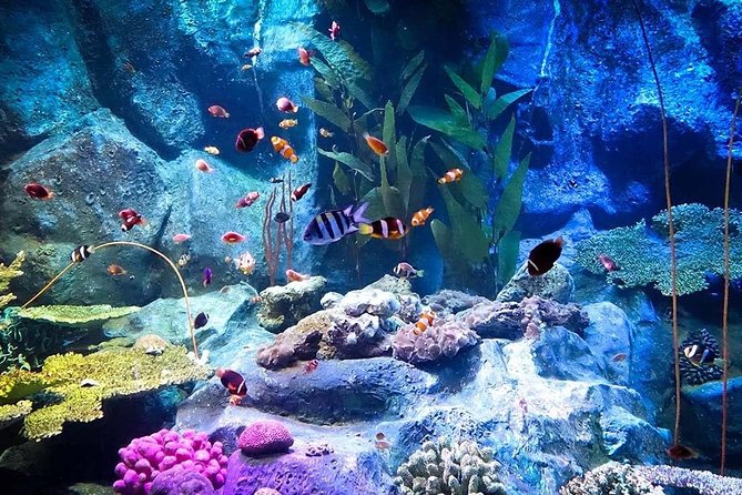 Underwater World at Pattaya Admission Ticket With Return Transfer - Additional Info