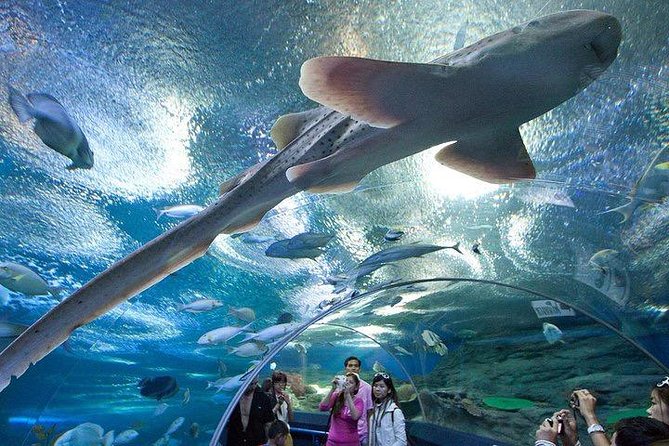 Underwater World at Pattaya Admission Ticket With Return Transfer - Key Information and Guidelines for Visitors