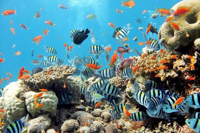Underwater World at Pattaya Admission Ticket With Return Transfer - Cancellation Policy and Weather Considerations