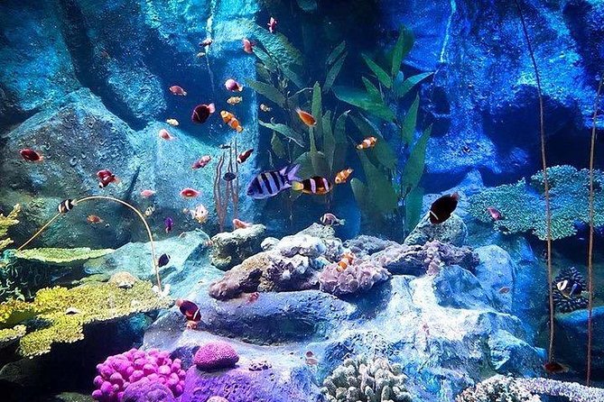Underwater World at Pattaya Admission Ticket With Return Transfer - Common Questions