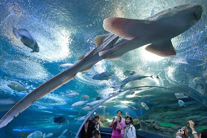 Underwater World in Pattaya Admission Ticket - Tips for a Great Experience