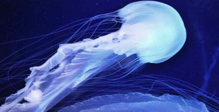 Underwater World Langkawi - Experience Highlights