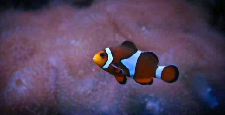 Underwater World Langkawi - Ticket Details and Booking Information