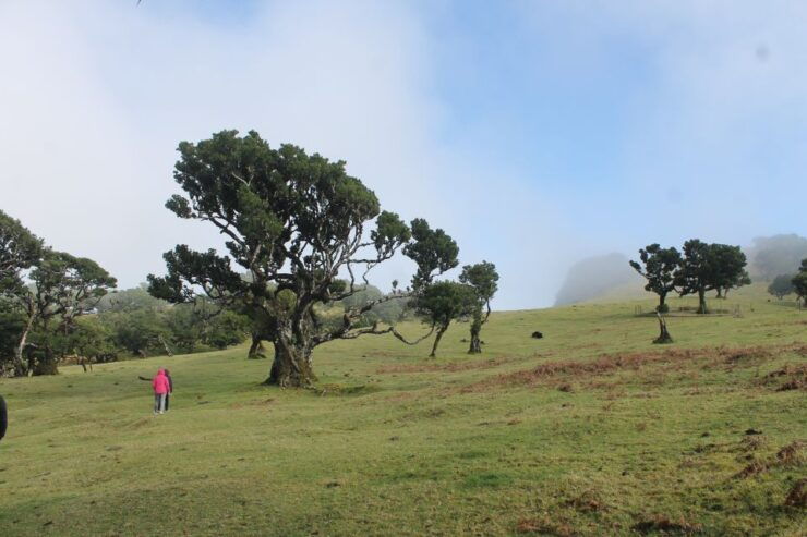 Unesco Centenary Trees, Volcanic Pools and 4x4 Adventure - Adventure in a 4x4