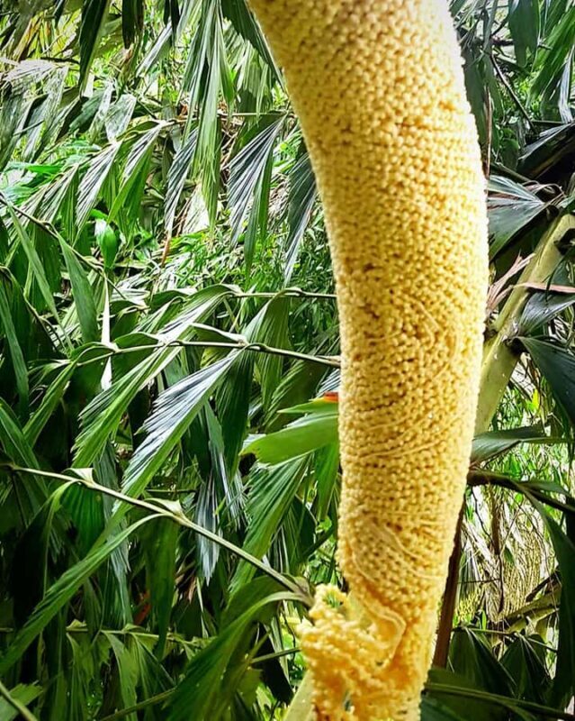 UNESCO Kitul Production Program Tour in a Kandy Village - What You’ll See and Do