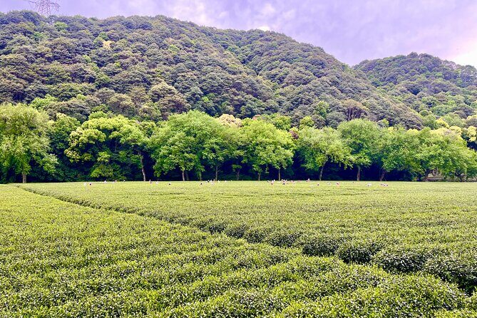 UNESCO Listed Tea Hand Frying and Tasting Workshop in Hangzhou - Potential Drawbacks and Considerations