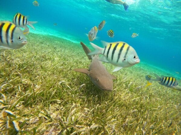 Unforgettable Francophone Excursion Cozumel El Cielo and Turtle - Booking and Cancellation