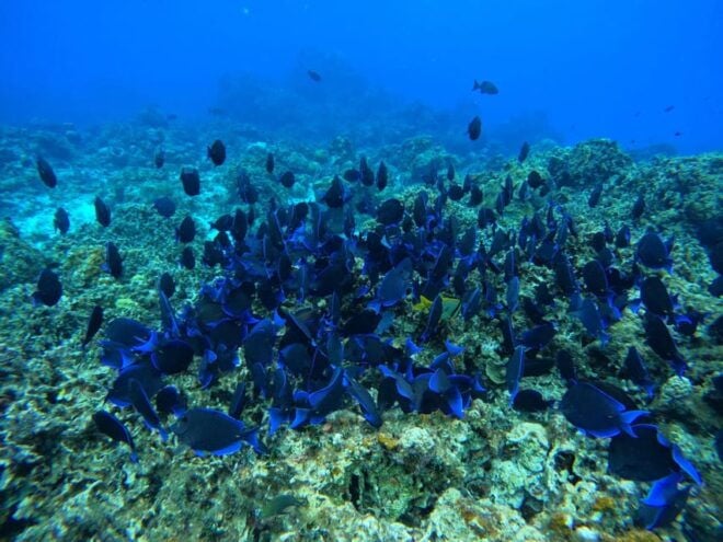 Unforgettable Francophone Excursion Cozumel El Cielo and Turtle - Participant Restrictions
