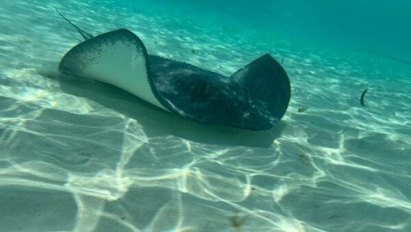 Unforgettable Francophone Excursion Cozumel El Cielo and Turtle - Frequently Asked Questions