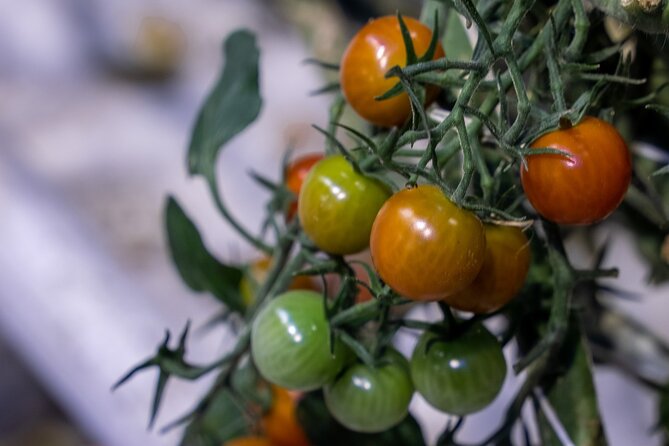 Unforgettable Full-Day Golden Circle Private Tour From Reykjavík - The Sum Up