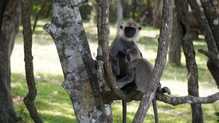 Unforgettable Full Day Kumana National Park Safari With Fun - Itinerary and Activities