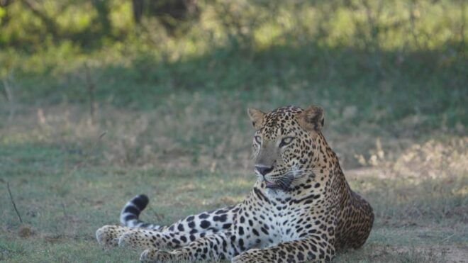 Unforgettable Full Day Kumana National Park Safari With Fun - Inclusions and Amenities