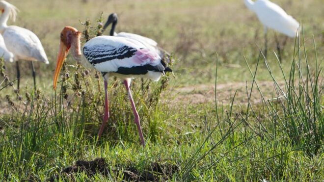 Unforgettable Full Day Kumana National Park Safari With Fun - Important Information