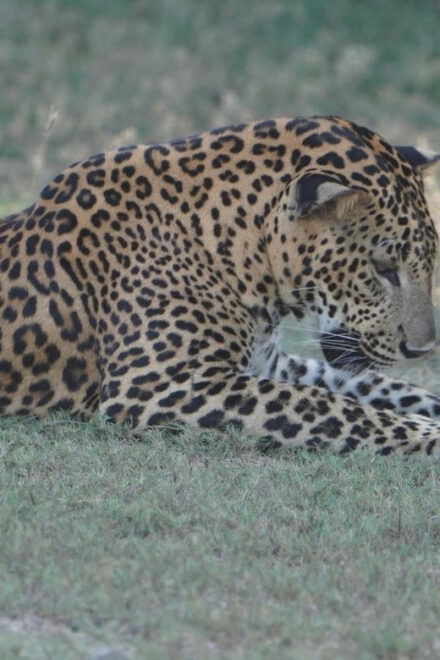 Unforgettable Full Day Kumana National Park Safari With Fun - Experience Highlights