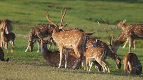 Unforgettable Full Day Kumana National Park Safari With Fun - Wildlife Viewing Opportunities