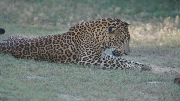 Unforgettable Full Day Kumana National Park Safari With Fun - Preparing for Your Safari
