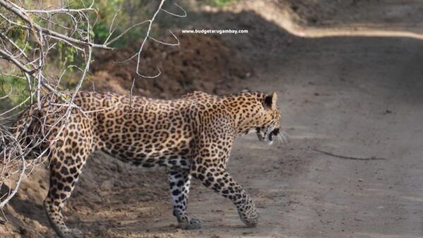 Unforgettable Full Day Kumana National Park Safari With Fun - Booking Your Adventure