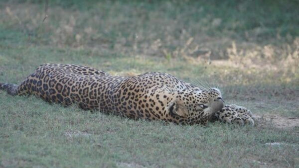 Unforgettable Full Day Kumana National Park Safari With Fun - Frequently Asked Questions