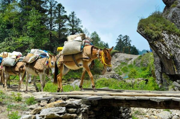 Unforgettable Horseback Riding Adventure Pokhara - Booking Information