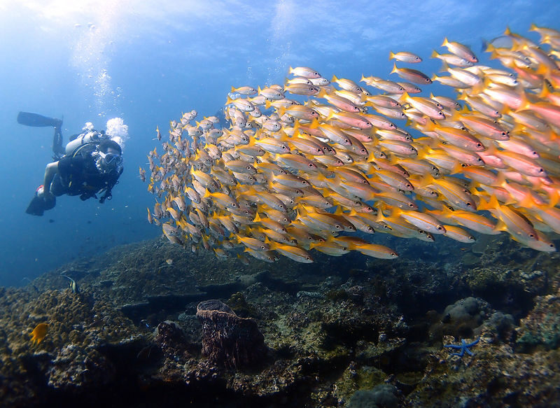 Unforgettable Koh Phi Phi Half Day Dive Trip with PADI 5</em> center – Setting out from Phi Phi Island’ /></p>
<p><p>The trip is based on Phi Phi Island, not Krabi town or Ao Nang. The meeting details include a Phi Phi Island address at 125/19, Moo 7, and a plus-code location also listed as PQQF+F2M. Because those details may look inconsistent if you are arranging transport from the mainland, confirm your meeting point and time after booking. The activity is intended for people staying on Phi Phi.</p>
</p>
<p><p>You can choose a morning departure at 07:00 or an afternoon departure at 13:00. The corresponding return times are listed as about 12:00 and 18:00, though the actual schedule can shift with weather and conditions. Be ready for the departure time you selected; this is not a trip to join casually after arriving late on a ferry.</p>
</p>
<p><p>The boat heads to the first site in roughly 45 minutes. The custom boat is called Reef Ranger, and the experience also describes a customized longtail boat as an available option. If the type of boat matters to you, ask which one is running for your date rather than assuming you can choose either on the day.</p>
</p>
<div style="margin: 20px 0; padding: 15px 0;"><p>You can also read our reviews of more tours and experiences in Krabi.</p><ul style="margin: 10px 0; padding: 0; list-style: none;"><li style="margin: 0 0 10px 0; padding: 0 0 10px 0; border-bottom: 1px solid #eee; display: flex; align-items: flex-start; gap: 12px; line-height: 1.4;"><div><a href="https://veronikasadventure.com/james-bond-phang-nga-bay-and-hong-island-tour-from-phuket-3/">James Bond, Phang Nga Bay and Hong Island Tour from Phuket</a><br><span style="font-size: 0.82em; color: #555; margin-top: 2px;"><span style="color: #f5a623;">★</span> 4.6 · 8,124 reviews</span></div></li><li style="margin: 0 0 10px 0; padding: 0 0 10px 0; border-bottom: 1px solid #eee; display: flex; align-items: flex-start; gap: 12px; line-height: 1.4;"><a href="https://veronikasadventure.com/krabi-hong-islands-day-trip-by-speedboat-with-lunch/" aria-hidden="true" tabindex="-1"><img decoding="async" style="width: 80px; height: 60px; object-fit: cover; border-radius: 4px; flex-shrink: 0;" src="https://veronikasadventure.com/wp-content/uploads/krabi-hong-islands-day-trip-by-speedboat-with-lunch-150x150.jpg" alt="" loading="lazy"></a><div><a href="https://veronikasadventure.com/krabi-hong-islands-day-trip-by-speedboat-with-lunch/">Krabi: Hong Islands Day Trip by Speedboat With Lunch</a><br><span style="font-size: 0.82em; color: #555; margin-top: 2px;"><span style="color: #f5a623;">★</span> 4.5 · 3,952 reviews</span></div></li><li style="margin: 0; padding: 0; border-bottom: none; display: flex; align-items: flex-start; gap: 12px; line-height: 1.4;"><a href="https://veronikasadventure.com/krabi-tiger-cave-temple-emerald-pool-and-hot-springs-tour/" aria-hidden="true" tabindex="-1"><img decoding="async" style="width: 80px; height: 60px; object-fit: cover; border-radius: 4px; flex-shrink: 0;" src="https://veronikasadventure.com/wp-content/uploads/2025/05/1_krabi-tiger-cave-temple-emerald-pool-and-hot-springs-tour-150x150.jpg" alt="" loading="lazy"></a><div><a href="https://veronikasadventure.com/krabi-tiger-cave-temple-emerald-pool-and-hot-springs-tour/">Krabi: Tiger Cave Temple, Emerald Pool and Hot Springs Tour</a><br><span style="font-size: 0.82em; color: #555; margin-top: 2px;"><span style="color: #f5a623;">★</span> 4.8 · 3,616 reviews</span></div></li></ul></div><h2 id="section-2">What the two underwater sessions are like</h2>
<p><img src=