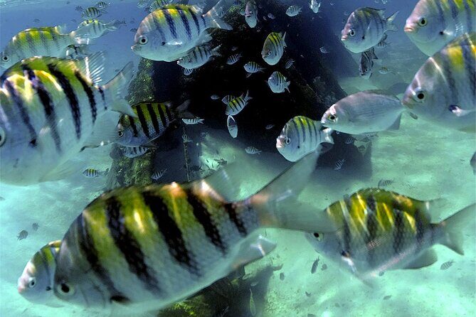 Unforgettable Snorkel Adventure in Cancun whit Transpotations - FAQs