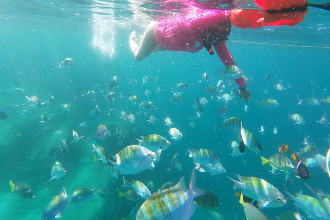 Unforgettable Snorkeling Activity in the Sea of Cortes - Snorkeling Gear and Equipment