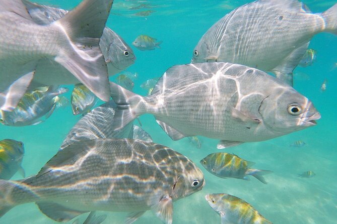 Unforgettable Snorkeling Activity in the Sea of Cortes - Marine Life Encounters in the Sea of Cortes