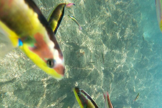 Unforgettable Snorkeling Activity in the Sea of Cortes - Snorkeling Tours and Packages