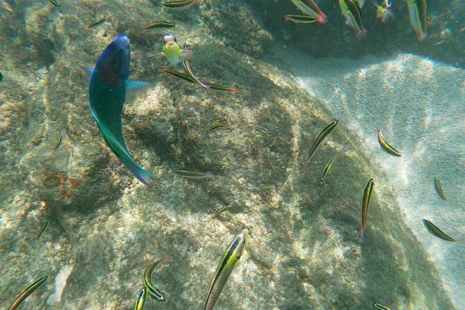 Unforgettable Snorkeling Activity in the Sea of Cortes - Snorkeling Excursions for Families
