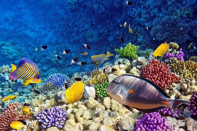 Unforgettable Submarine Trip With Snorkeling From Hurghada - Tour Highlights