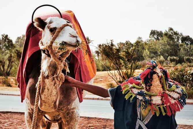 Unforgettable Tangier: Dive Into the Best Day Tour - Highlights of the Tour