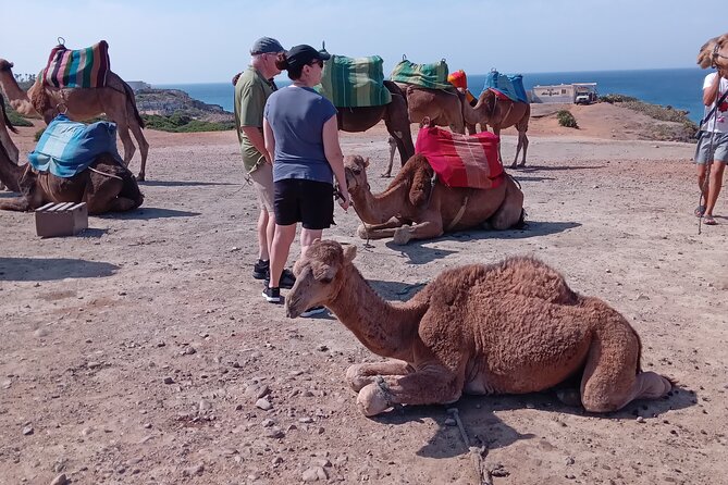 Unforgettable Tangier: Dive Into the Best Day Tour - Cultural Experiences and Local Cuisine