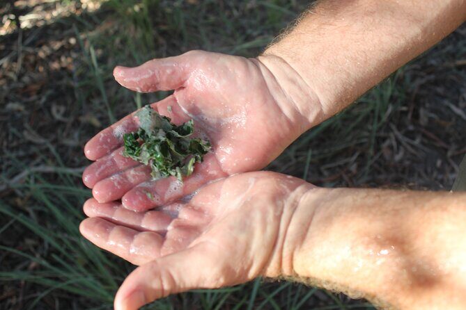 Unique and Personal BushTracks Eco Tour in Agnes Water 1770 - Final Thoughts: Is It Worth It?