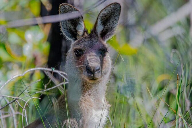 Unique and Personal BushTracks Eco Tour in Agnes Water 1770 - Frequently Asked Questions