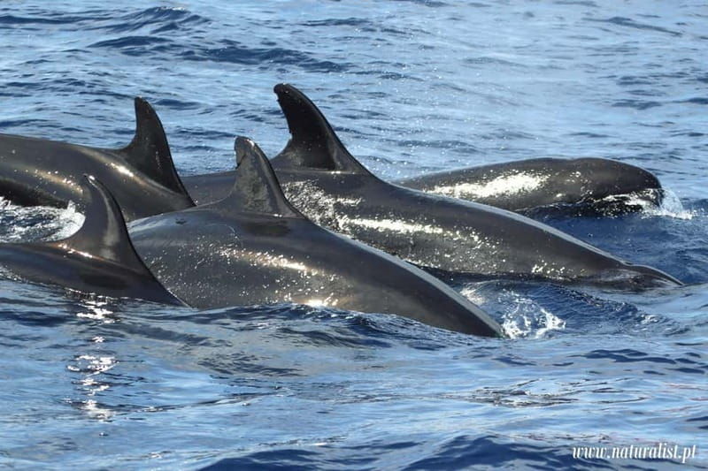 UNIQUE FAIAL | Whales & Volcanoes | 2 Half Days - Good To Know