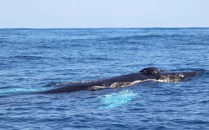 UNIQUE FAIAL | Whales & Volcanoes | 2 Half Days - Final Thoughts
