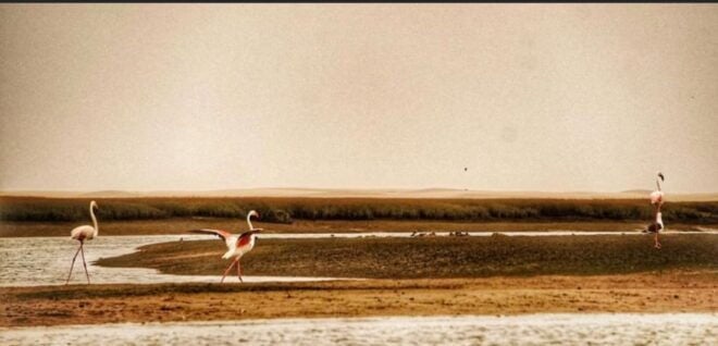 Unique: Fishing in Sahara Bird Watching 5Days 4Ns Road Trip - Visit to a Beautiful Moroccan National Park